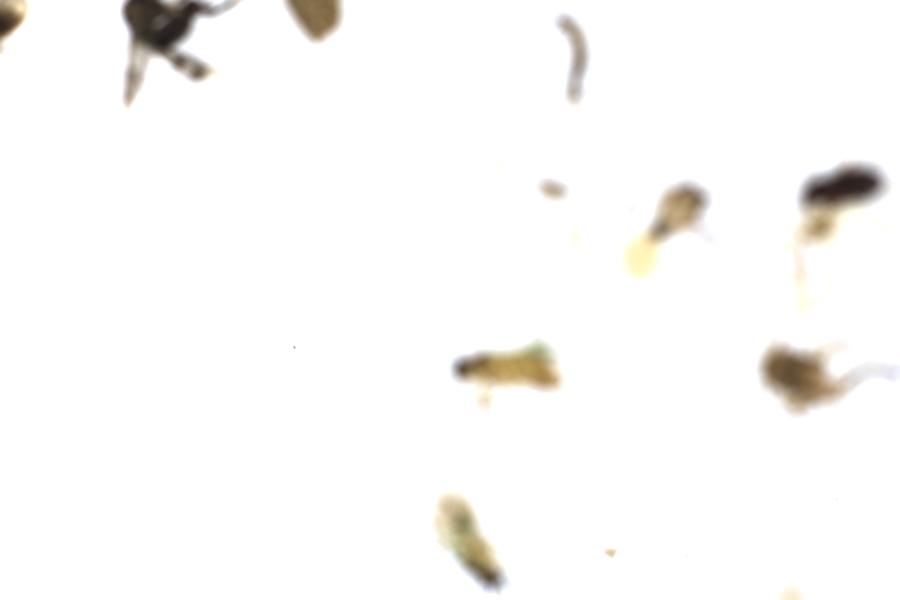 Image 20